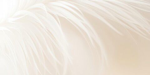 Obraz premium Soft and delicate feather textured background in shades of white and cream, macro, textured