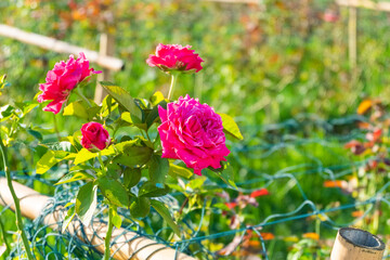 Pink rose in summer garden,Pink Rose flower on background,bright sun summer landscape background,holiday sunny day,space for text..