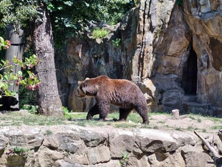 Brown Bear in Nature