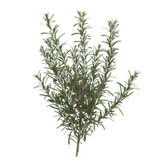 Fototapeta premium Rosemary Sprig Isolated on a White Background