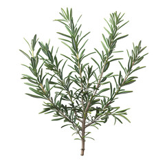 Fototapeta premium Fresh Rosemary Sprig