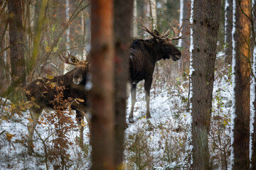 Mammal - bull moose winter (Alces)