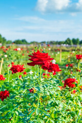 Obraz premium Red rose in rose flower garden with blue sky,Rose flower on background,bright sun summer landscape background,holiday sunny day,space for text.