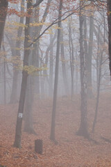 Mglisty dzień w lesie