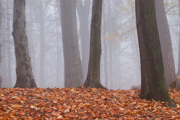 Mglisty dzień w lesie