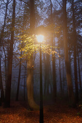 Latarnia miejska w nocy w parku © Gyurkowich