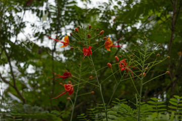 Obraz premium Bright red and yellow flowers bloom among lush green foliage in a tranquil outdoor setting