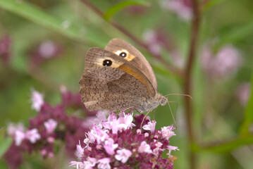 Fototapeta premium Gatekeeper butterfly (Pyronia tithonus) feeding on wild marjoram. Taken in August near Salisbury, England.