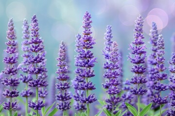 Fototapeta premium Vibrant purple lavender flowers blooming in a soft focus dreamy background.
