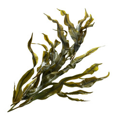 Seaweed Bunch