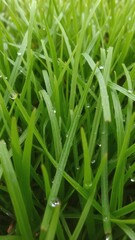 Close-up shot of lush green grass texture with dew drops, dew drops, foliage