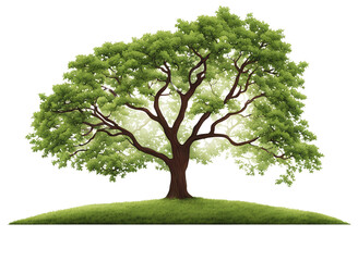 Obraz premium green tree isolated on white