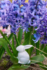 hiacynty, kwiat, fiolet, jary, charakter, kwiat, jardin, zajacze, roślin, błękit, szafirek, kwiat, lato, bez, hiacynt, kwiat, kwiatowy, szafirek groniasty, , beuty, feuille, busz, flora, pora roku, od