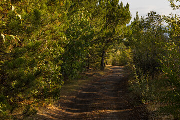 Obraz premium Path among the forest. Lake Sevan area. Armenia.