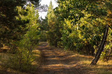 Obraz premium Path among the forest. Lake Sevan area. Armenia.
