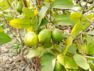 Obraz premium Fresh guava fruits on tree branch at agriculture field