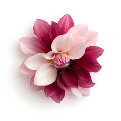 Obraz premium Bicolor Dahlia in Full Bloom with Pink and Burgundy Petals