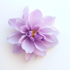 Fototapeta premium Lavender Dahlia in Full Bloom
