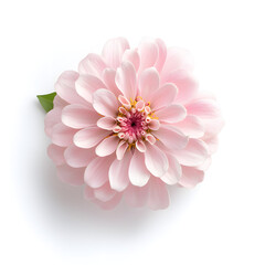 Fototapeta premium Pink Zinnia in Full Bloom