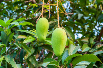 Magoes hanging on Tree in a mango garden,summer fruit garden orchard,fresh thai mangoes tropical...