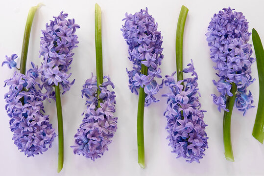 hiacynty, kwiat, fiolet, jary, charakter, kwiat, jardin, lavende, roślin, błękit, szafirek, kwiat, lato, bez, hiacynt, kwiat, kwiatowy, szafirek groniasty, , beuty, feuille, busz, flora, pora roku, od