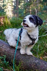 Fototapeta premium dog sitting on a log in the forest