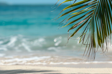 palm tree on the beach