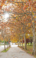 Fototapete bei efototapeten.de bestellen   