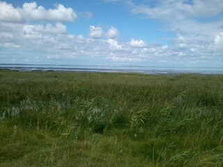 grass and sky