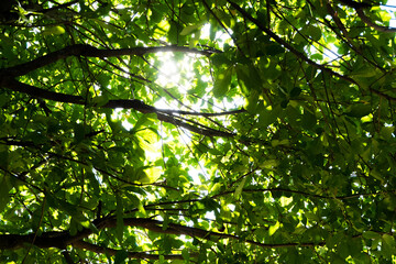 Fototapeta premium Sun rays shines through forest trees,nature of green leaf in garden at summer,Farming concept nature background.