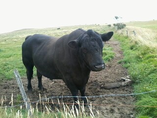 cow grazing in the field