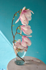 kwiat magnoli, czystość, charakter, sielanka, jardin, kwiat, roślina, kruchość, kubki, kwiat, drzewo, flora, kwiat, wiosna, beuty, feuille, róż, krzew, biała, piękne, kwitnienie, gałąź, makro, bukiet