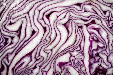 Obraz premium Purple cabbage. Full frame cross-section of cabbage. Cabbage texture
