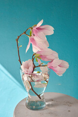 kwiat magnoli, czystość, charakter, sielanka, jardin, kwiat, roślina, kruchość, kubki, drzewo, flora, wiosna, beuty, feuille, róż, krzew, biała, piękne, kwitnienie, gałąź, makro, wspaniała, 