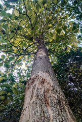 Fototapeta premium low angle tree with teak tree wood details, teak tree green foliage background 