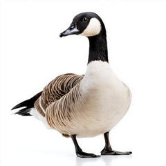 Obraz premium Canada Goose Isolated
