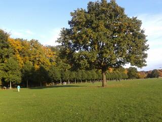 Park with a giant tree 