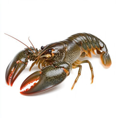Crayfish Isolated