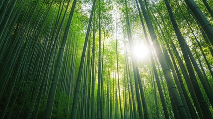 Fototapeta premium Serene Bamboo Forest with Tall Stalks Bathed in Soft Sunlight, Creating a Tranquil Atmosphere of Nature's Beauty and Lush Greenery
