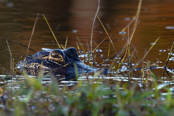 An American alligator (Alligator mississippiensis) hiding in the shoreline plants in Myakka River State Park, Florida