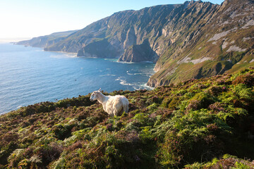 Sheep Grazing on Slieve League Cliffs Overlooking Atlantic Ocean