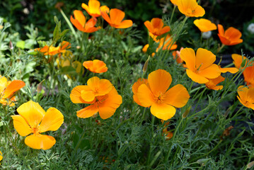 Orange flowers of the escarpment on a green bush. Flowers of Eschscholzia.