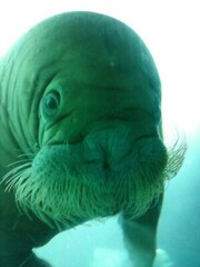 walrus close up 