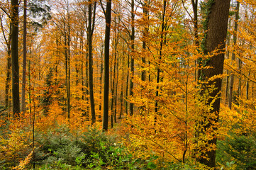 Obraz premium Ortenau im Spätherbst