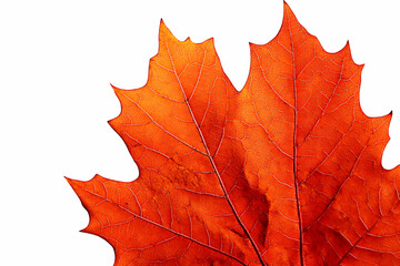 Fototapeta premium Autumn Maple Leaf, Intricate Veins, Vibrant Red Hues, Detailed Texture, Isolated on White Background