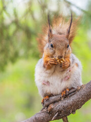 Fototapeta premium The squirrel with nut sits on a branches in the spring or summer.