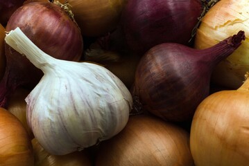 ONIONS AND GARLIC