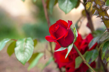 beautiful red rose of a flowering rose in av garden under a pretty light background