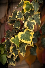 Goldchild ivy, a popular type of English ivy that can be identified by its smaller leaves than...