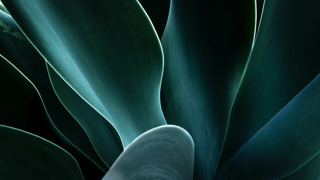 Close-up of the leaves of an agave plant, USA